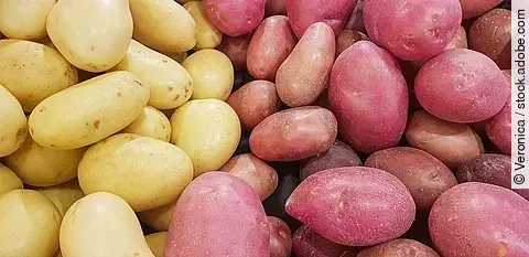 Eine Menge von 2 verschiedenen Kartoffelsorten nebeneinander in Gelb und Lila Farben