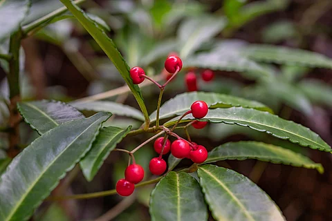 Ardisia crenata: Blätter mit Beeren