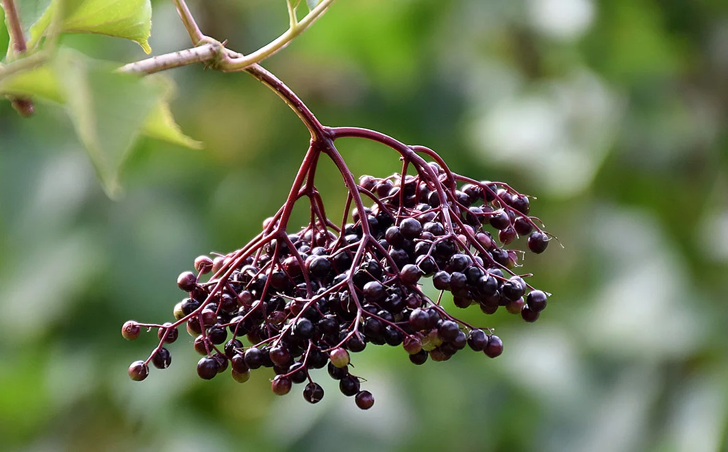 Schwarze Holunderbeeren