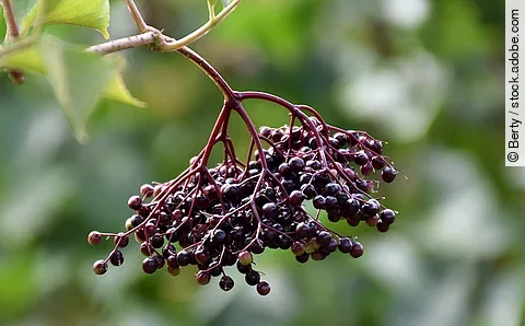 Zweig mit schwarzen Holunderbeeren