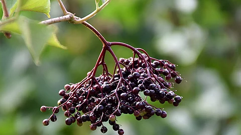 Zweig mit schwarzen Holunderbeeren