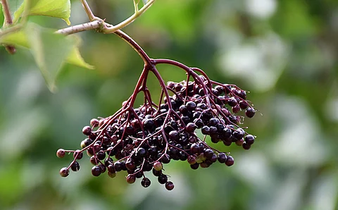 Zweig mit schwarzen Holunderbeeren
