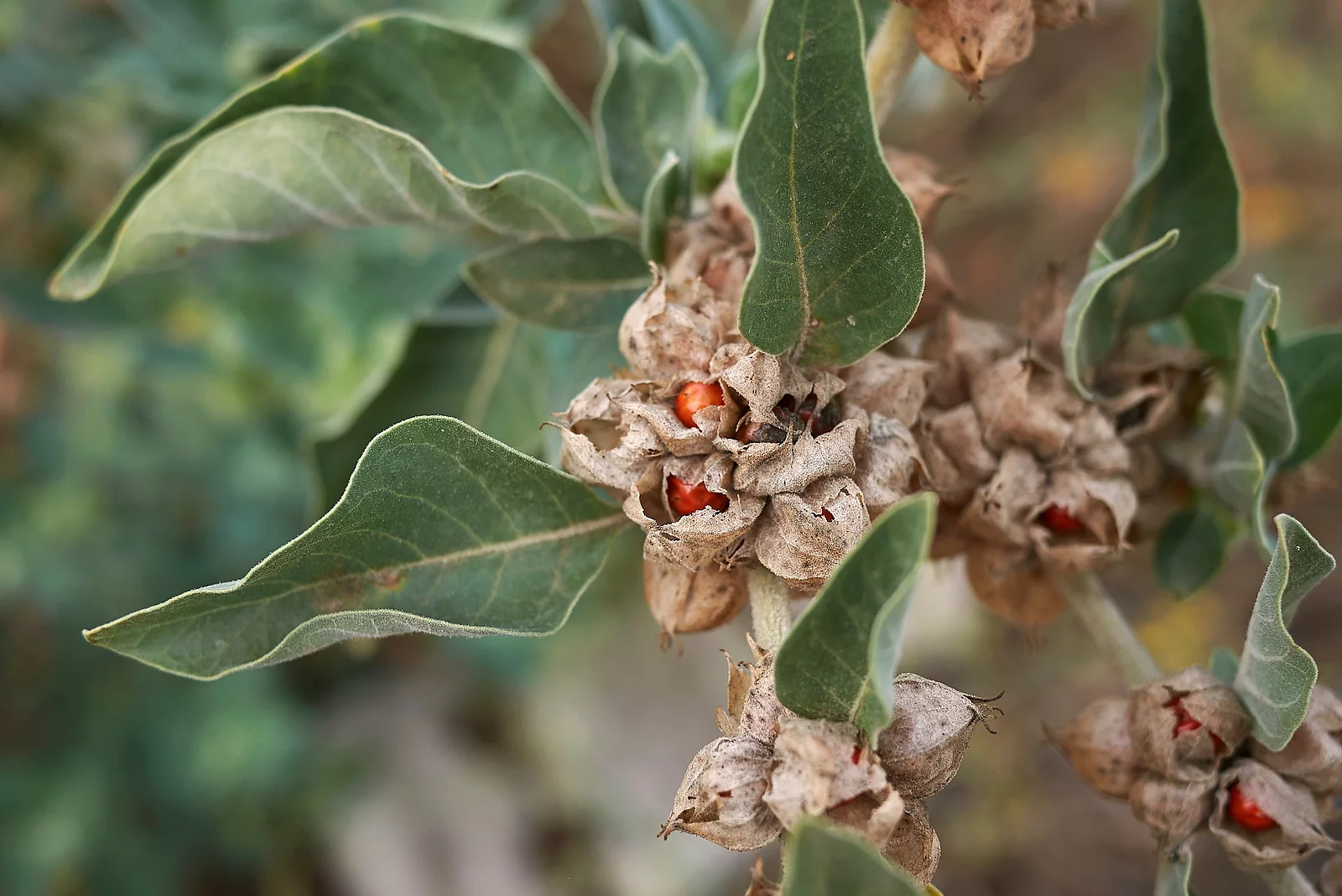 Withania somnifera Ashwagandha-Früchte