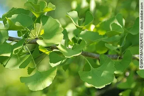 Nahaufnahme eines belaubten Ginkgozweigs