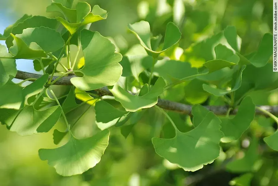 Nahaufnahme eines belaubten Ginkgozweigs