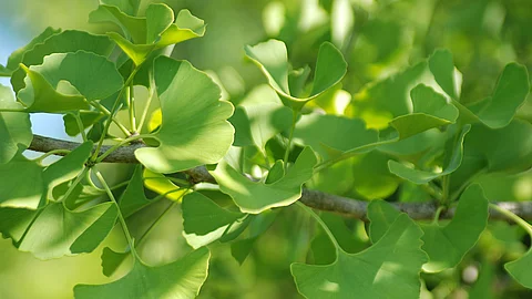 Nahaufnahme eines belaubten Ginkgozweigs