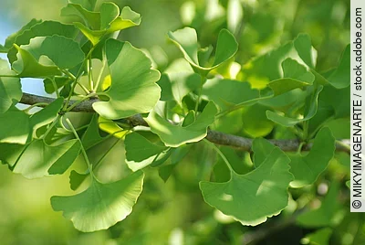 Nahaufnahme eines belaubten Ginkgozweigs