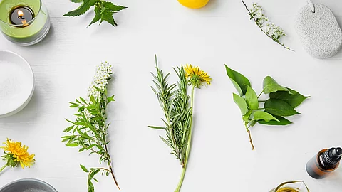 Blüten, Blätter, Braunfläschchen und Schalen komponiert auf weißem Hintergrund
