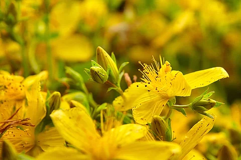 Hypericum perforatum or St Johns wort flowers in the meadow.