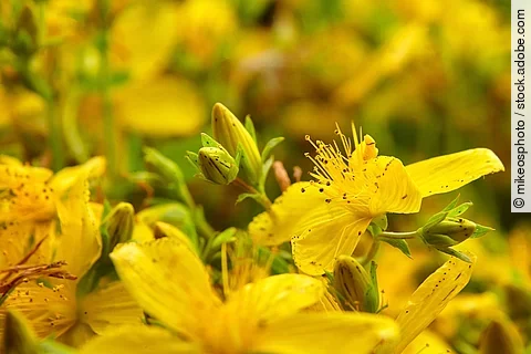 Hypericum perforatum or St Johns wort flowers in the meadow.