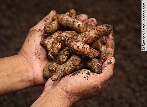 Erdige Hände halten einige Kurkumawurzeln.