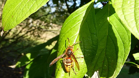 Wespe sitzt auf einem Blatt.