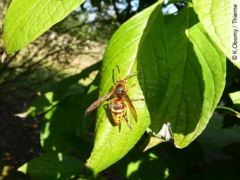 Wespe sitzt auf einem Blatt.