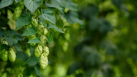 Hopfen, Hopfenzapfen