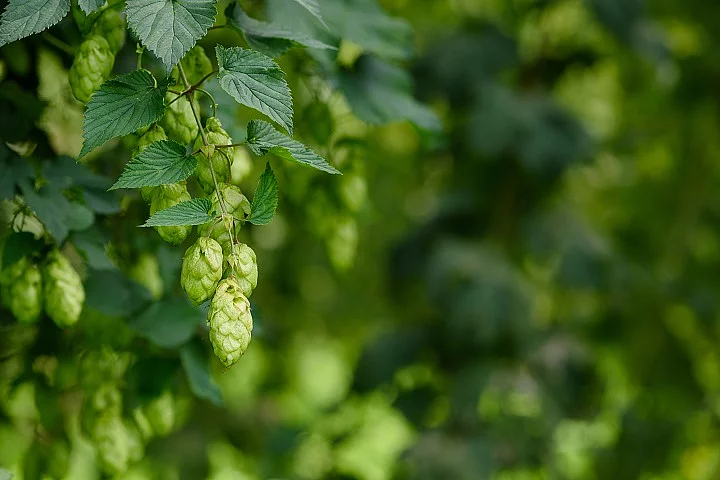 Hopfen, Hopfenzapfen