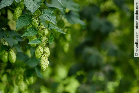 Hopfen, Hopfenzapfen