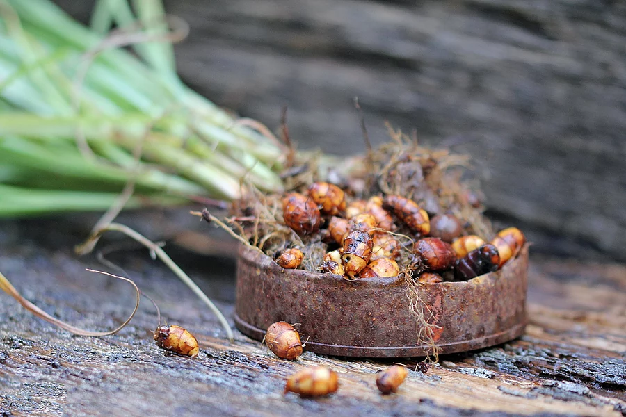 Frische Erdmandeln (Cyperus esculentus) nach der Ernte.
