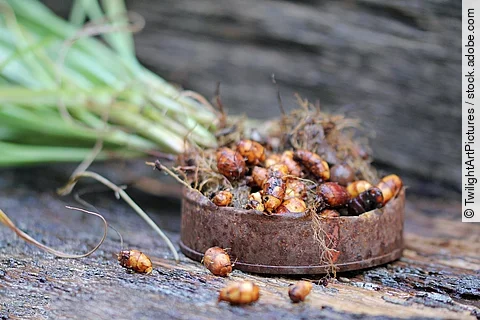 Frische Erdmandeln (Cyperus esculentus) nach der Ernte.