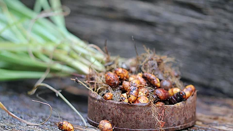 Frische Erdmandeln (Cyperus esculentus) nach der Ernte.
