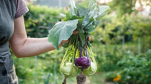 Frau hält geerntete Kohlrabi im Gemüsegarten