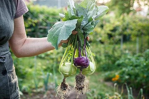 Frau hält geerntete Kohlrabi im Gemüsegarten