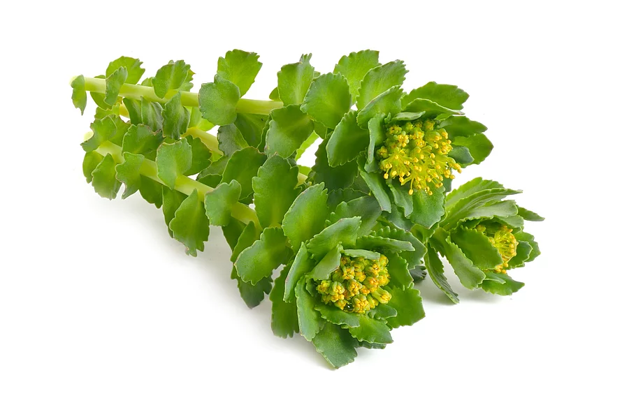 Rhodiola rosea or golden root, rose root, roseroot, Aaron's rod, Arctic root, king's crown, lignum rhodium, orpin rose Rhodiola rosea