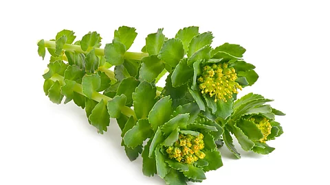 Rhodiola rosea