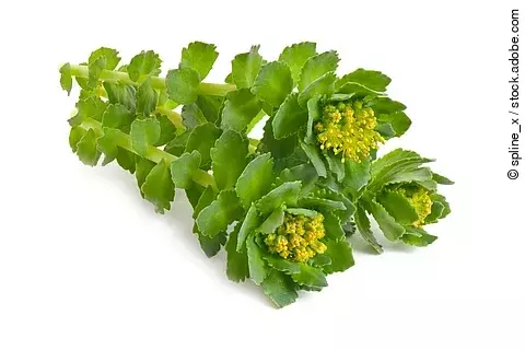 Rhodiola rosea