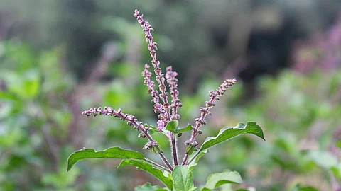Blühendes Tulsi-Kraut