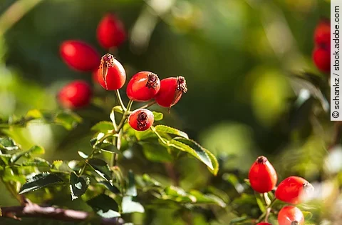 Heckenrose mit Früchten