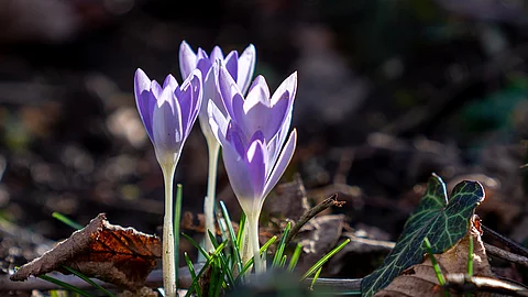 Herbstzeitlose, Blüte in der freien Natur