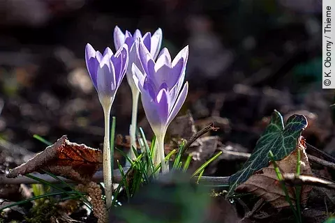 Herbstzeitlose, Blüte in der freien Natur