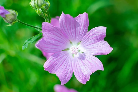 Moschusmalve (Malva moschata)