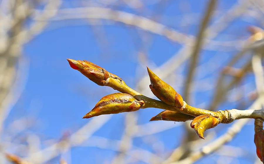 Pappelknospen am Zweig vor blauem Himmel.