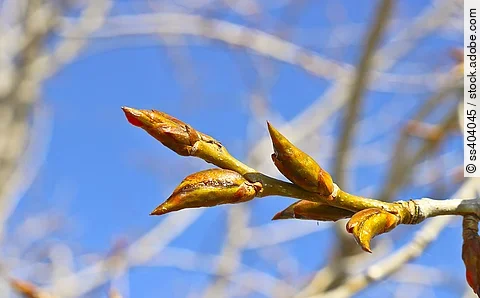 Pappelknospen am Zweig vor blauem Himmel.