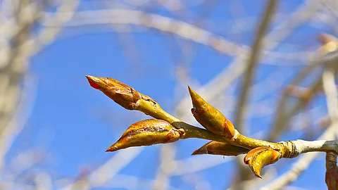 Pappelknospen am Zweig vor blauem Himmel.