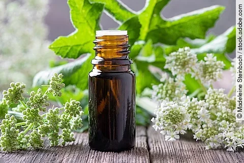 Aromatherapie: Angelikablüten und Braunfläschchen