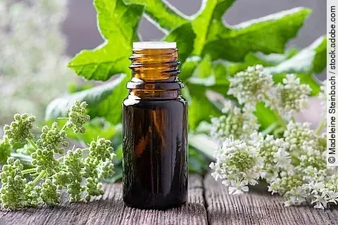 Aromatherapie: Angelikablüten und Braunfläschchen