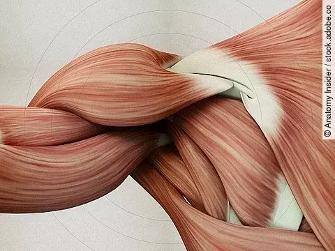 Anatomische 3D Illustration der Schultermuskulatur
