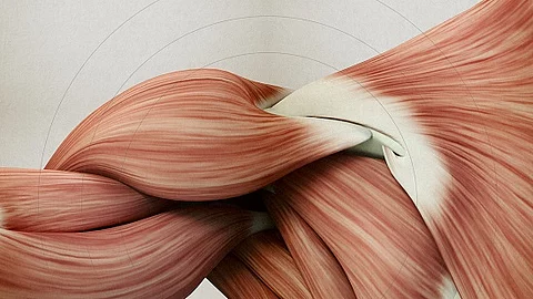 Anatomische 3D Illustration der Schultermuskulatur