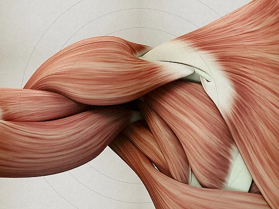 Anatomische 3D Illustration der Schultermuskulatur