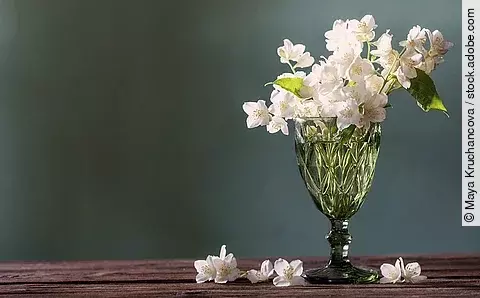 Ein Stauß Jasmin in einer gläsernen Vase auf einem Holztisch. Einige Blütenblätter liegen vor der Vase auf dem Tisch verstreut. 
