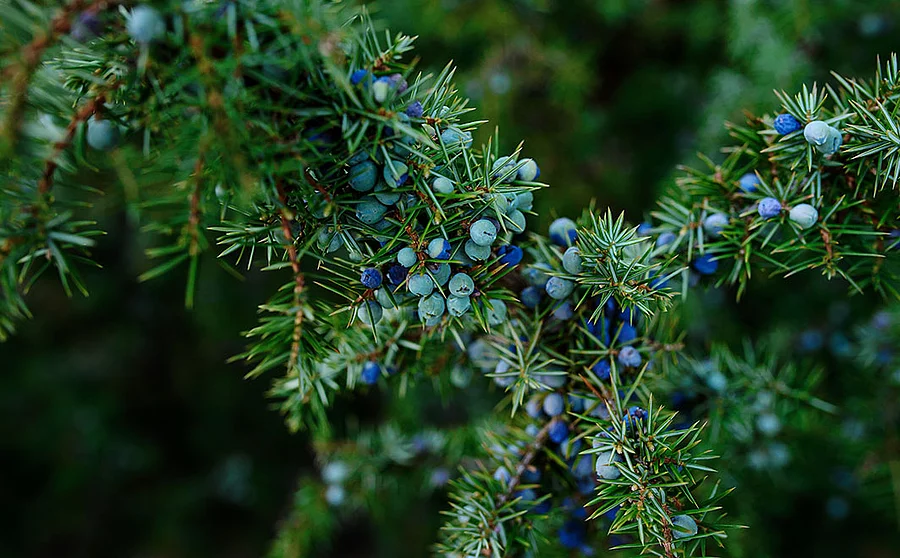 blaue Wacholderbeeren an Nadelzweigen