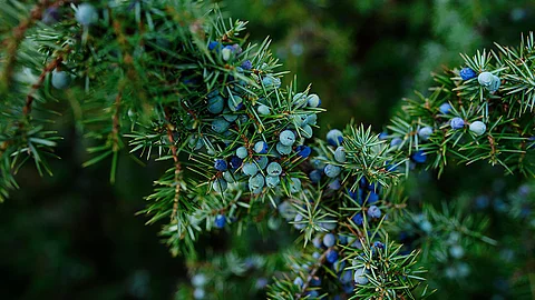 blaue Wacholderbeeren an Nadelzweigen