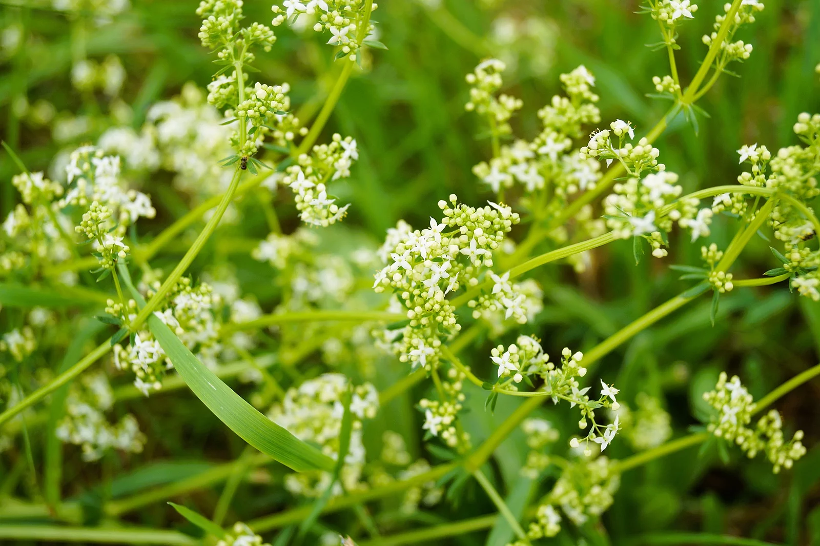 Blühendes Wiesenlabkraut