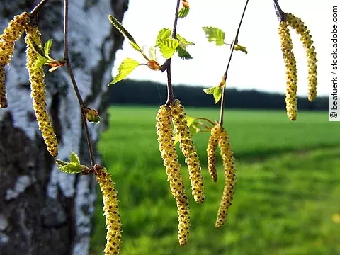 Birkenblüten am Zweig