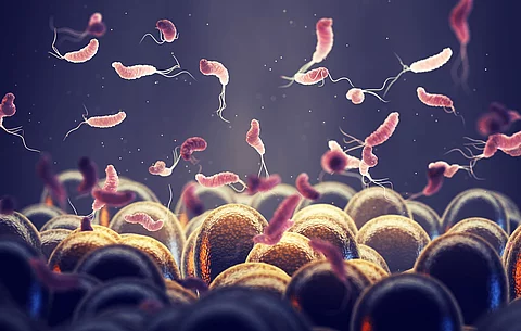 Illustration: Helicobacter auf Magenschleimhaut