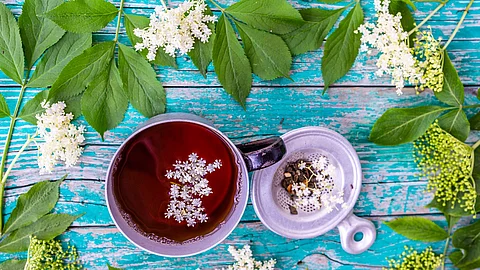 Infusion of elderberry flowers. Holunderblüten und Tee aus Holunderblüten