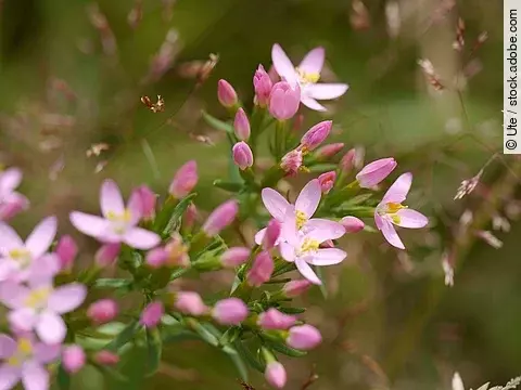 Tausendgüldenkraut in der Natur in der Nahaufnahme.