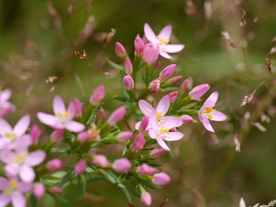 Tausendgüldenkraut in der Natur in der Nahaufnahme.